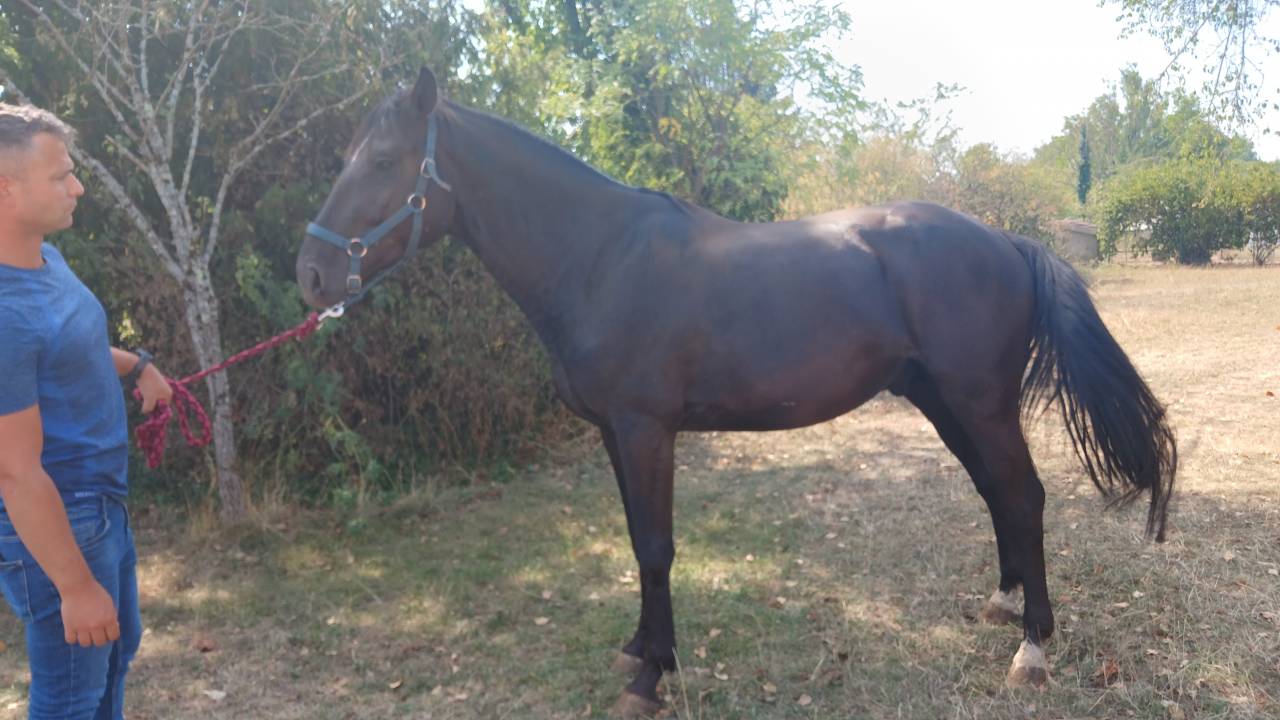M&acirc;le 4 ans GLASGOW W VH MERELSNEST X IOWA