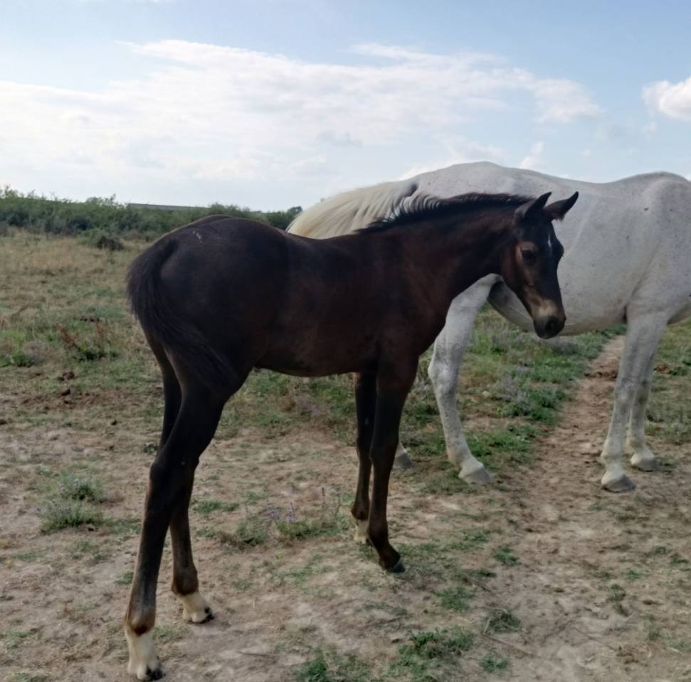 poulain AES 1 an en 2026