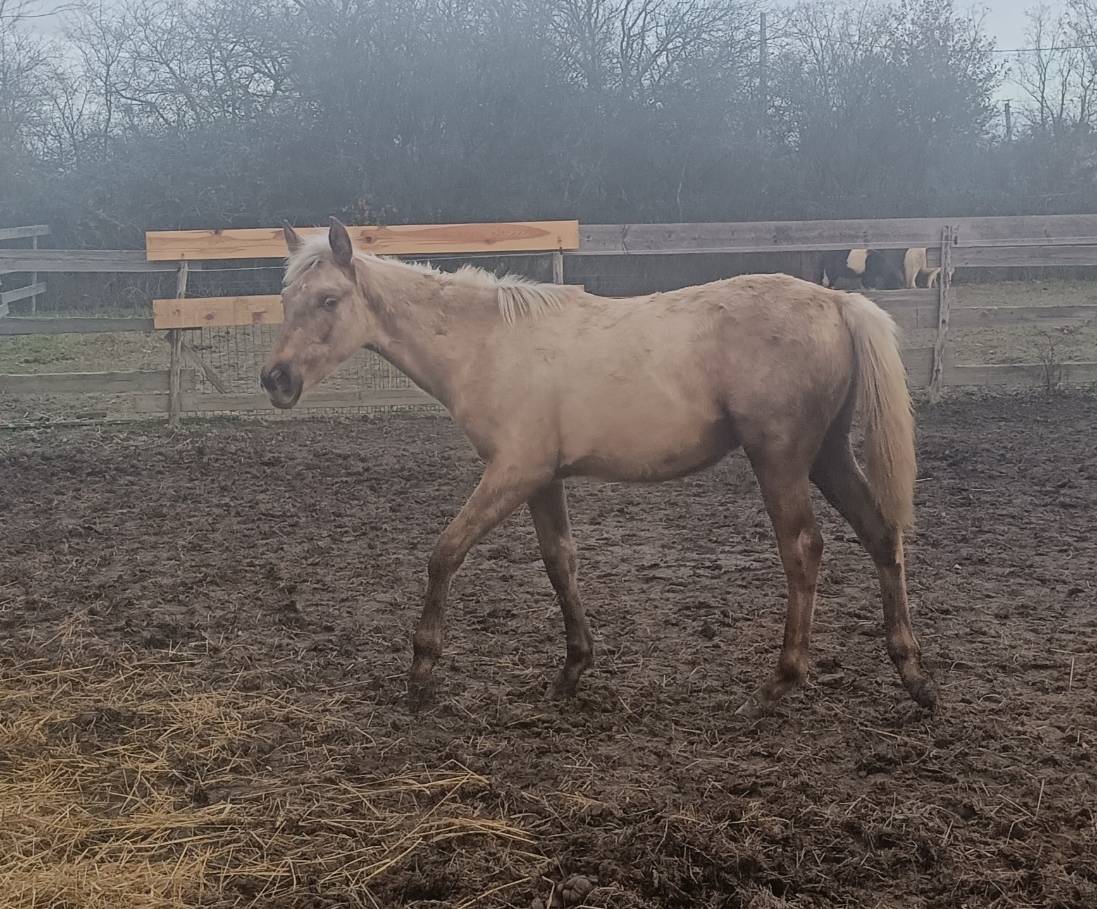 poulain palomino  AES 1 an en 2026