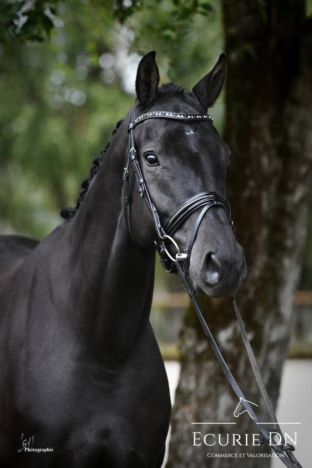 Magnifique jument de 7ans Blue Hors Zackerey x Dreamboy