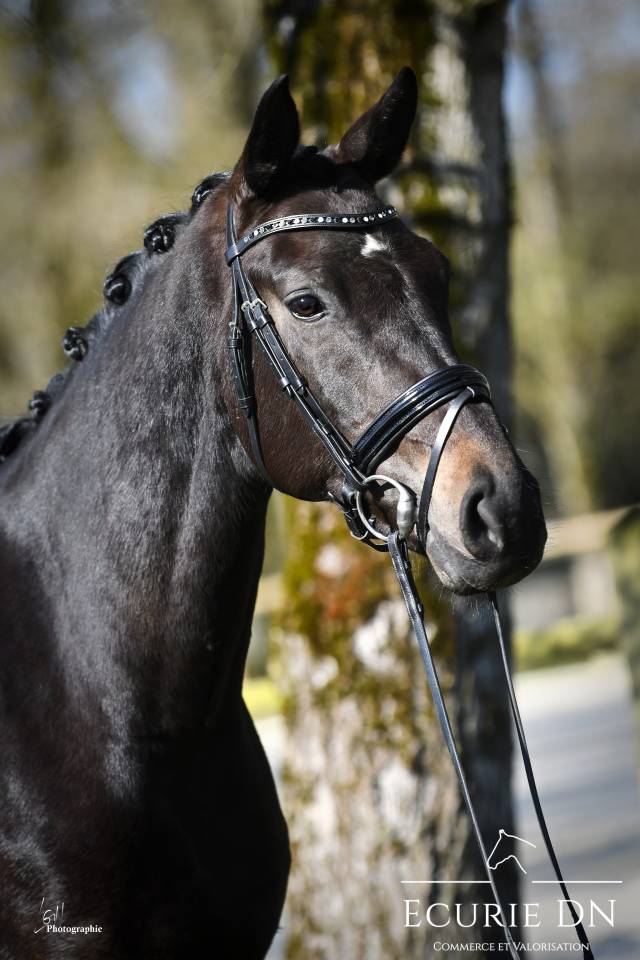 Top jument de 5ans Bernay x F&uuml;rst Romancier 