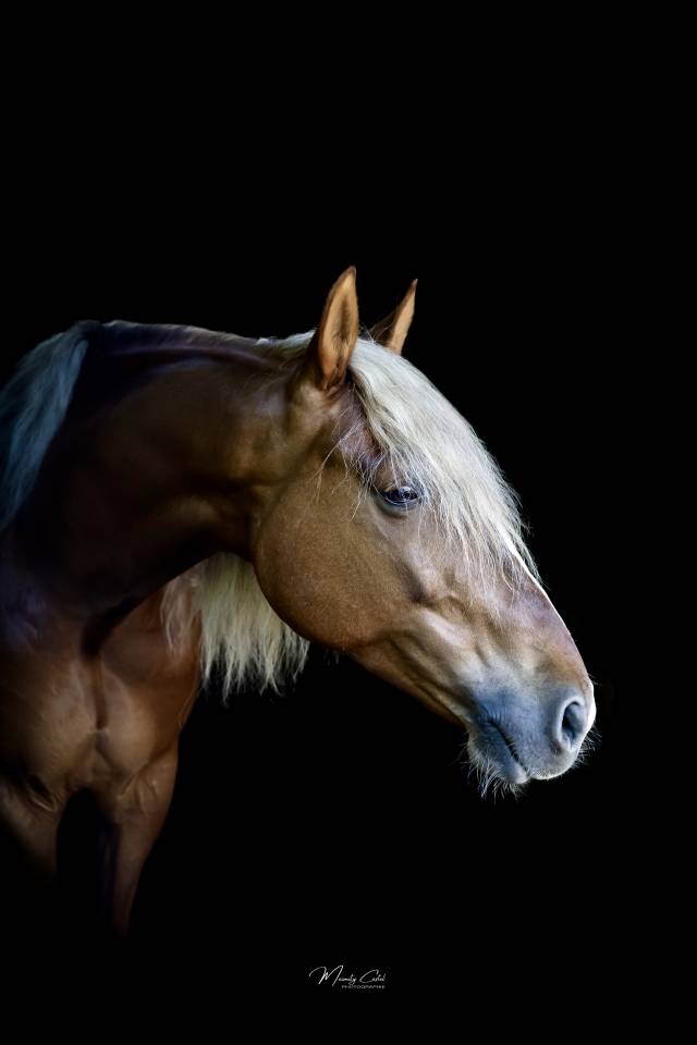  Esplendido De Troya- cheval espagnol hongre 10 ans ✨