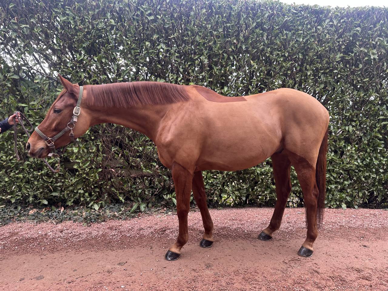 Hongre Anglo Arabe 5 ans