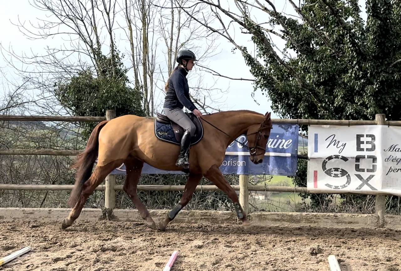 Hongre Anglo Arabe 5 ans