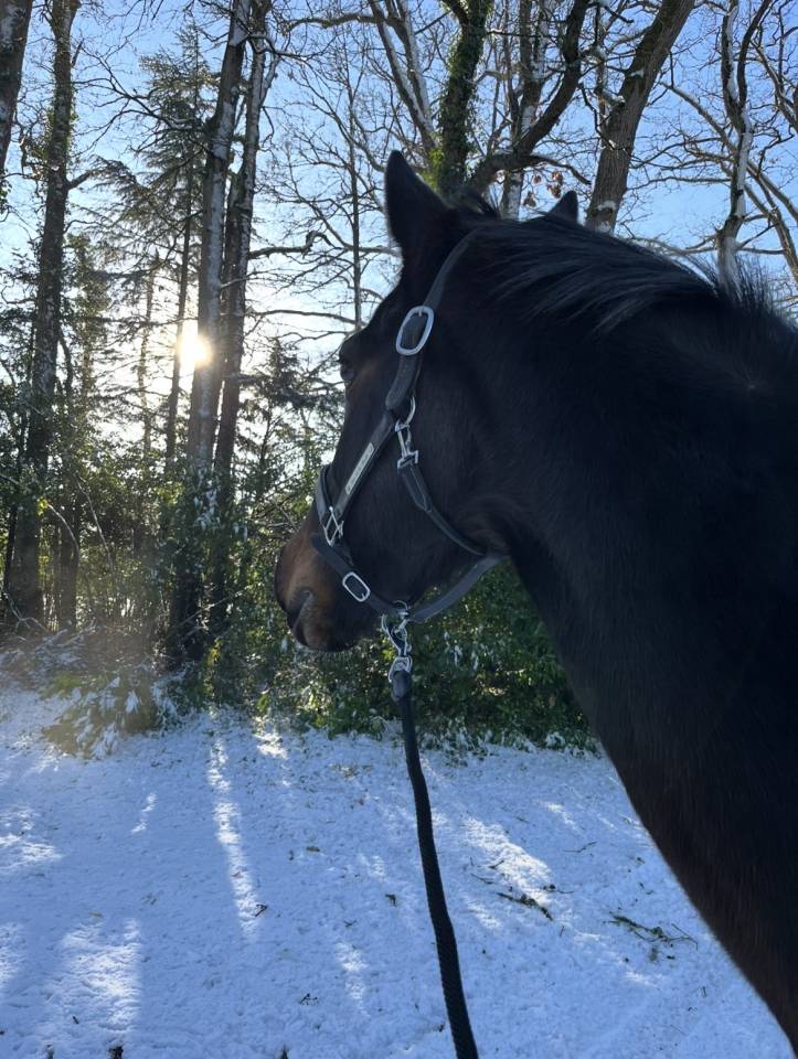 Selle Fran&ccedil;ais 