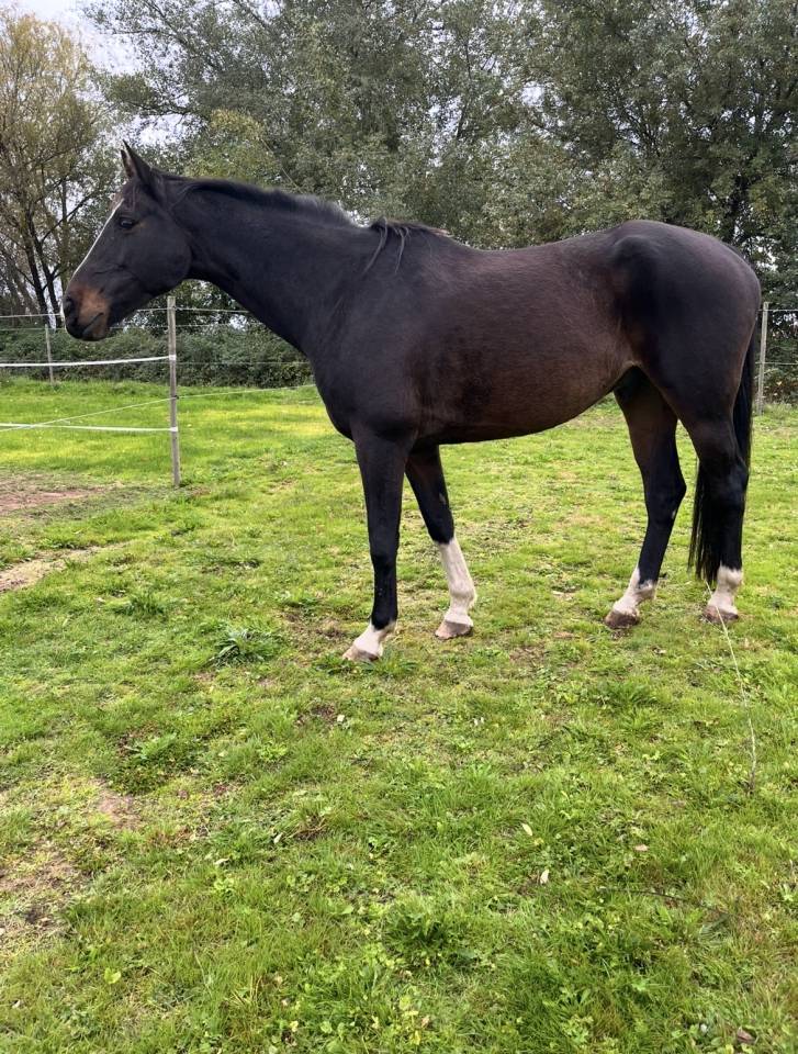 Selle Fran&ccedil;ais 