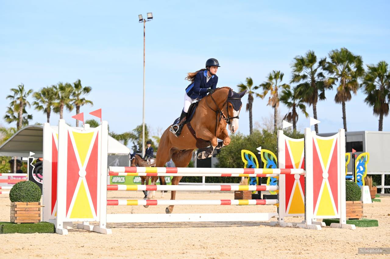 Hongre selle fran&ccedil;ais 7 ans 