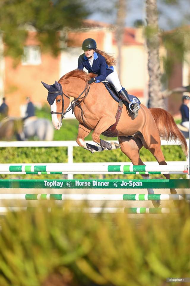 Hongre selle fran&ccedil;ais 7 ans 