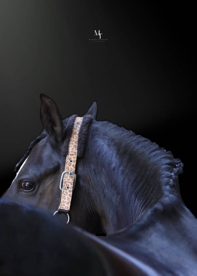 Recherche cheval dressage pour children 