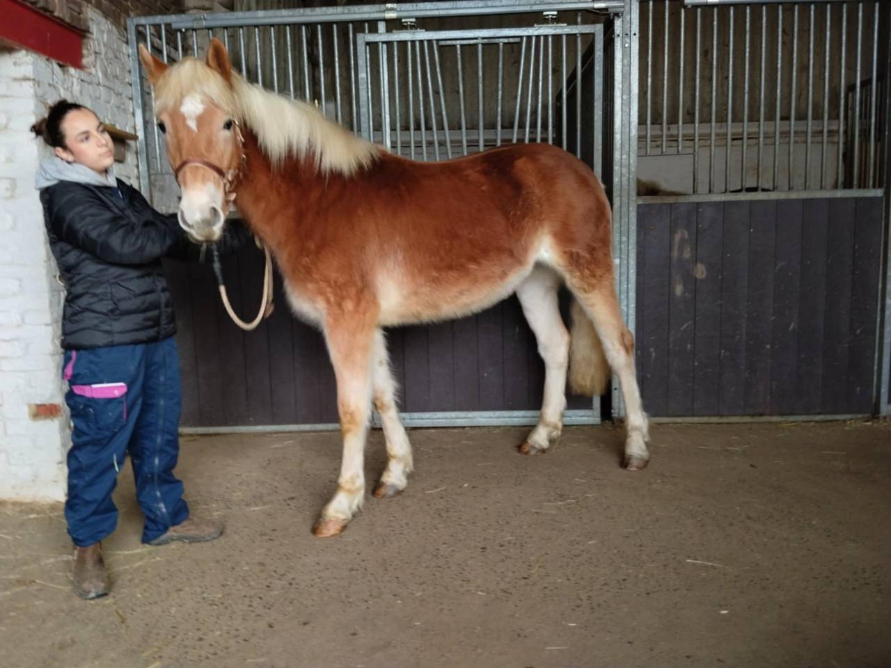 Pouliche haflinger PP 2 ans 