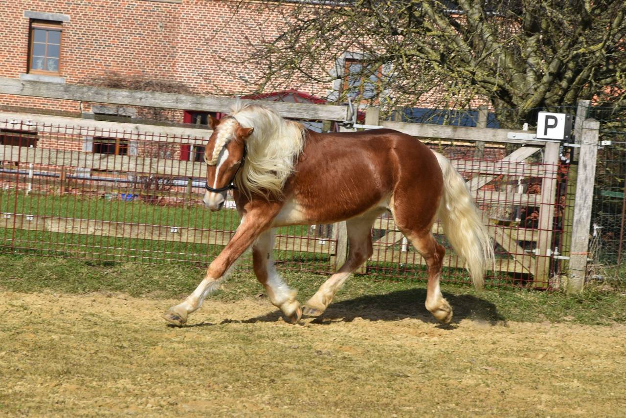 Pouliche haflinger PP 2 ans 