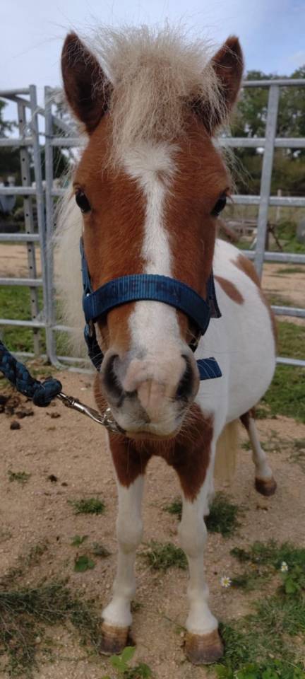 Mini Mouse d'Arquetan
