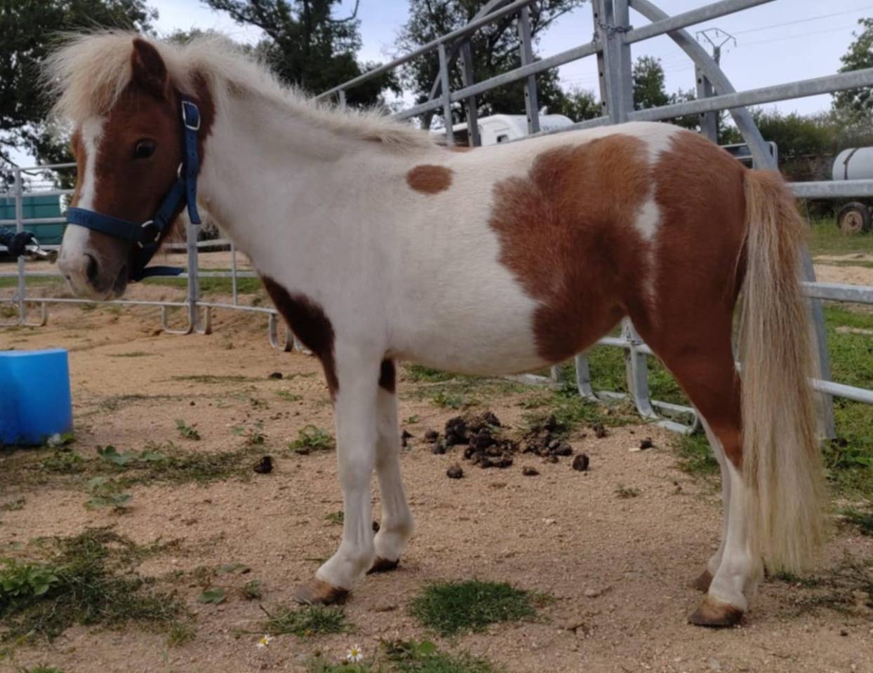 Mini Mouse d'Arquetan