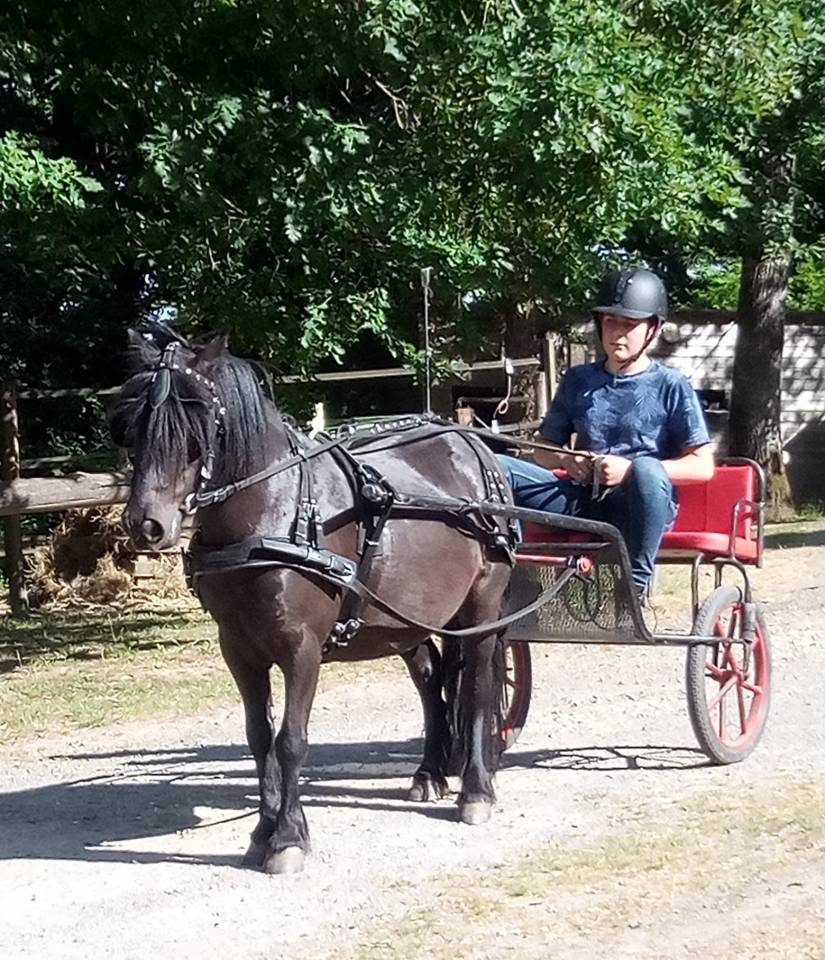 Vente ponette B de 12ans 