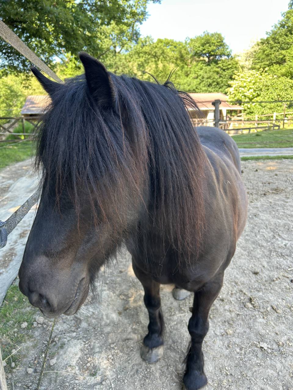 Vente ponette B de 12ans 