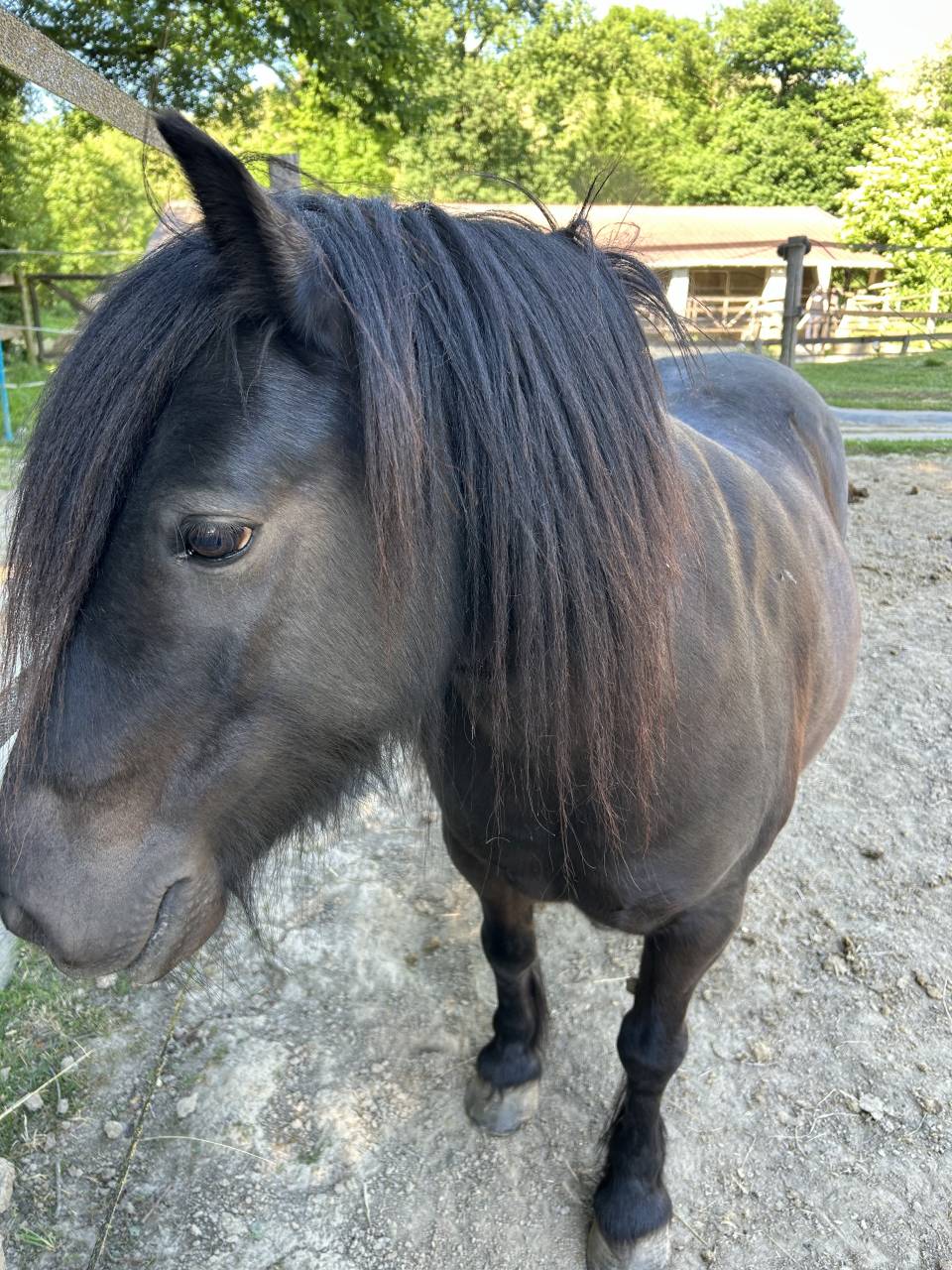 Vente ponette B de 12ans 