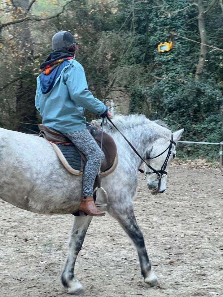 Jument connemara polyvalente 8 ans