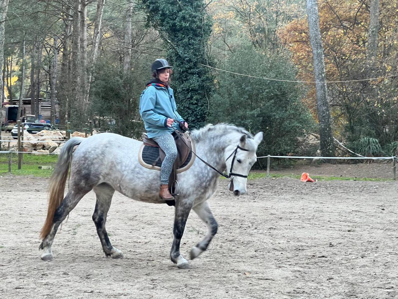 Jument connemara polyvalente 8 ans