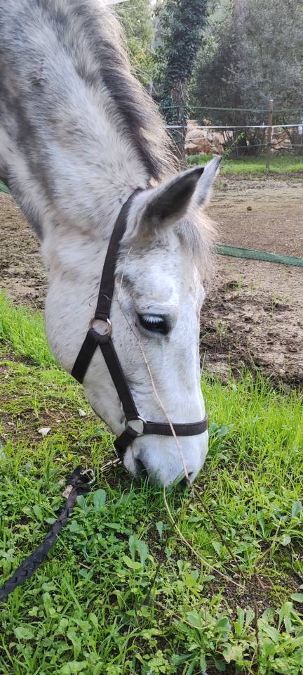 Jument connemara polyvalente 8 ans