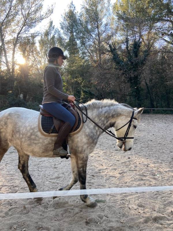 Jument connemara polyvalente 8 ans