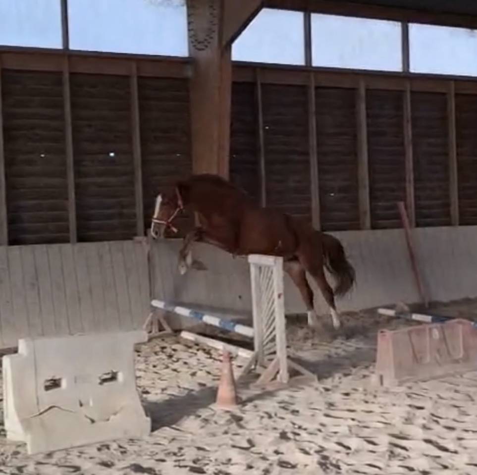 Jument selle fran&ccedil;ais 