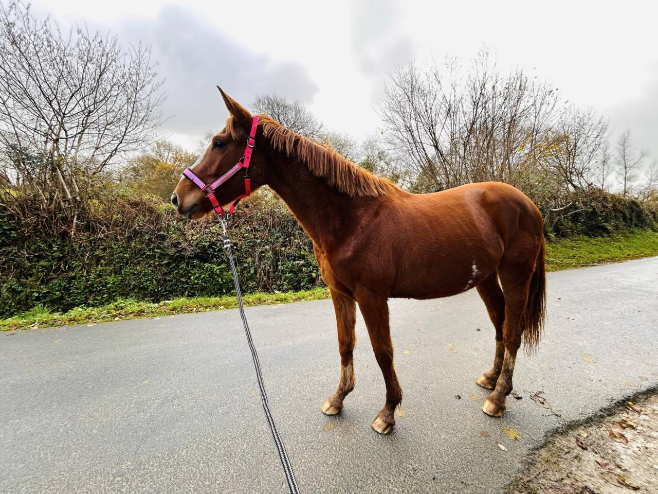 Jument selle fran&ccedil;ais 