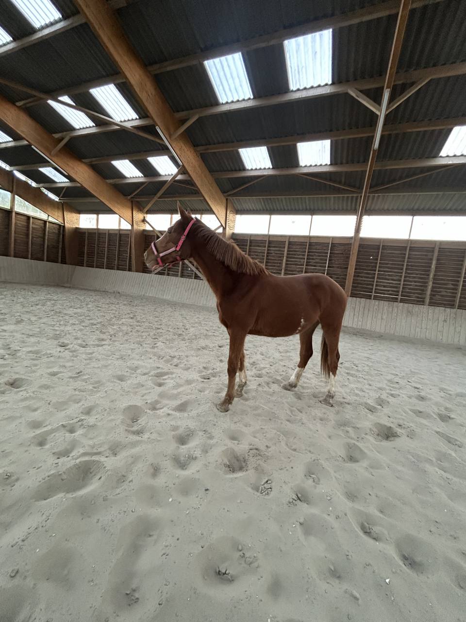 Jument selle fran&ccedil;ais 