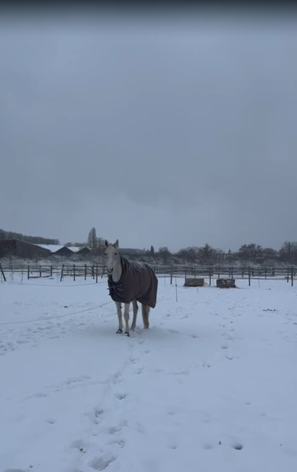 Jument d'&eacute;cole Westfalen 2009, dressage