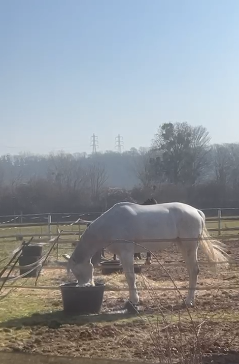 Jument d'&eacute;cole Westfalen 2009, dressage