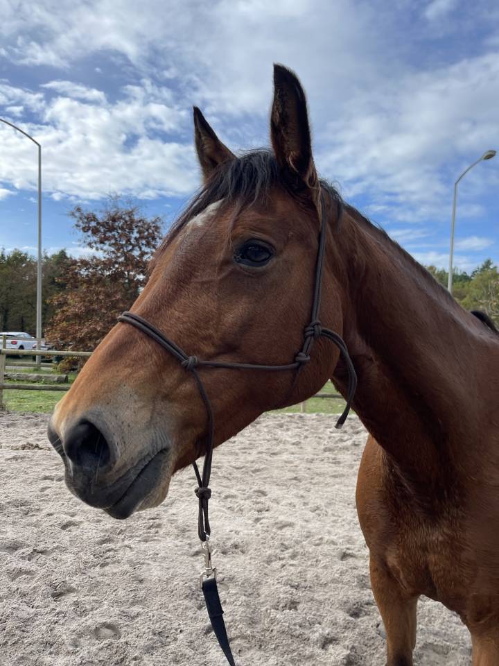 A vendre, gentille jument pour amateur