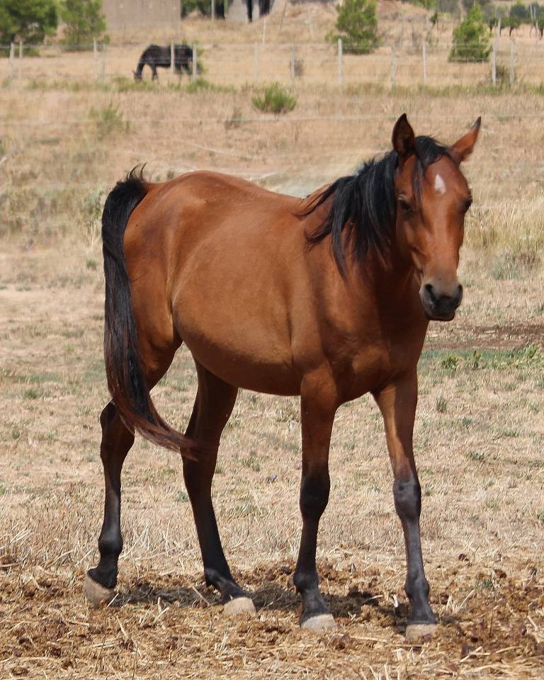 Superbe PSAR lign&eacute;s espagnoles