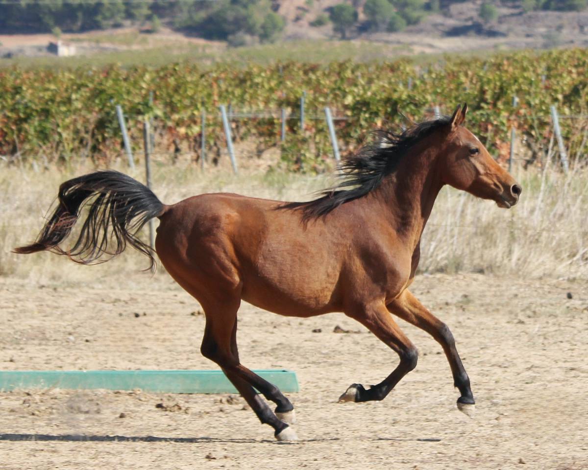Superbe PSAR lign&eacute;s espagnoles