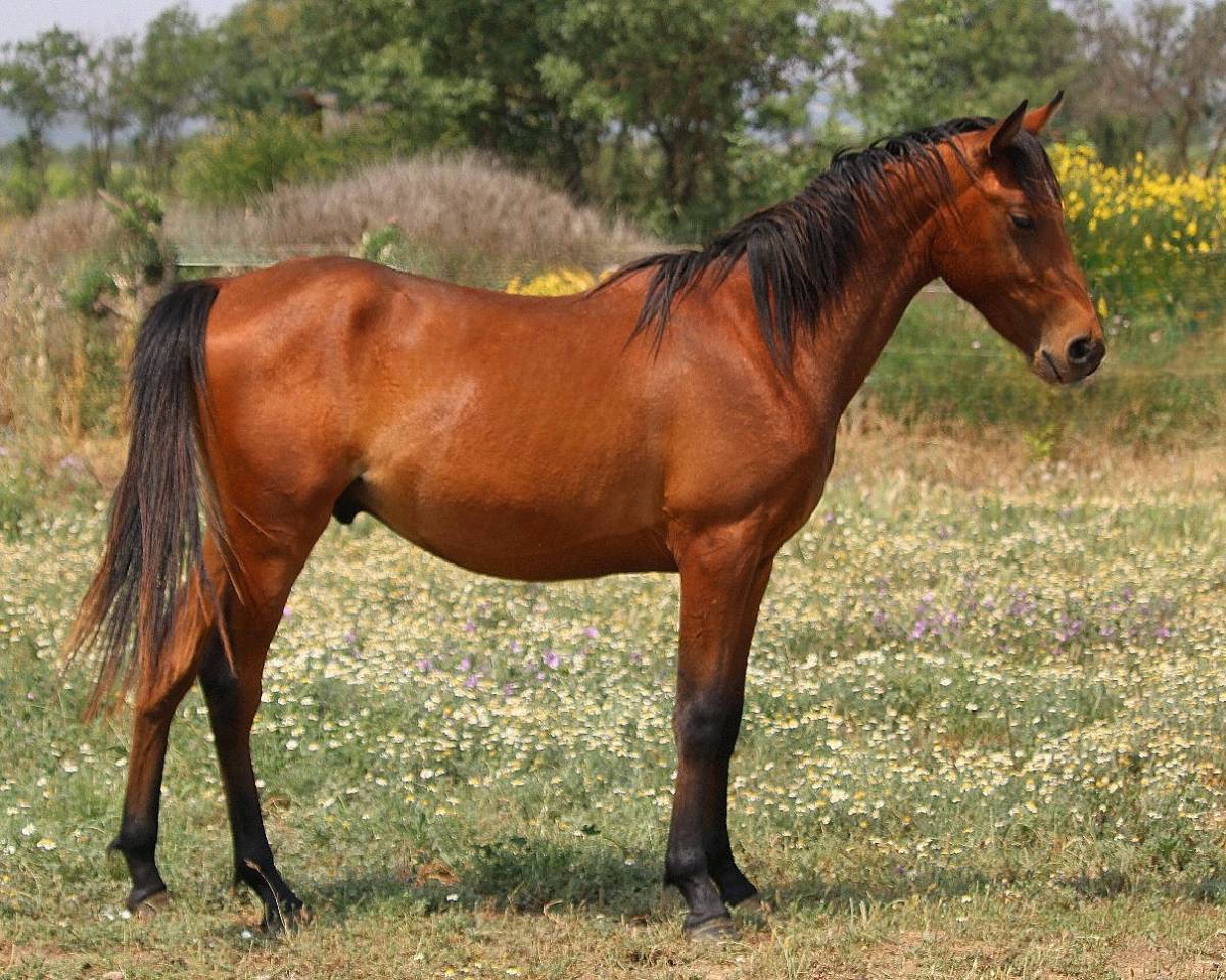 Superbe PSAR lign&eacute;s espagnoles