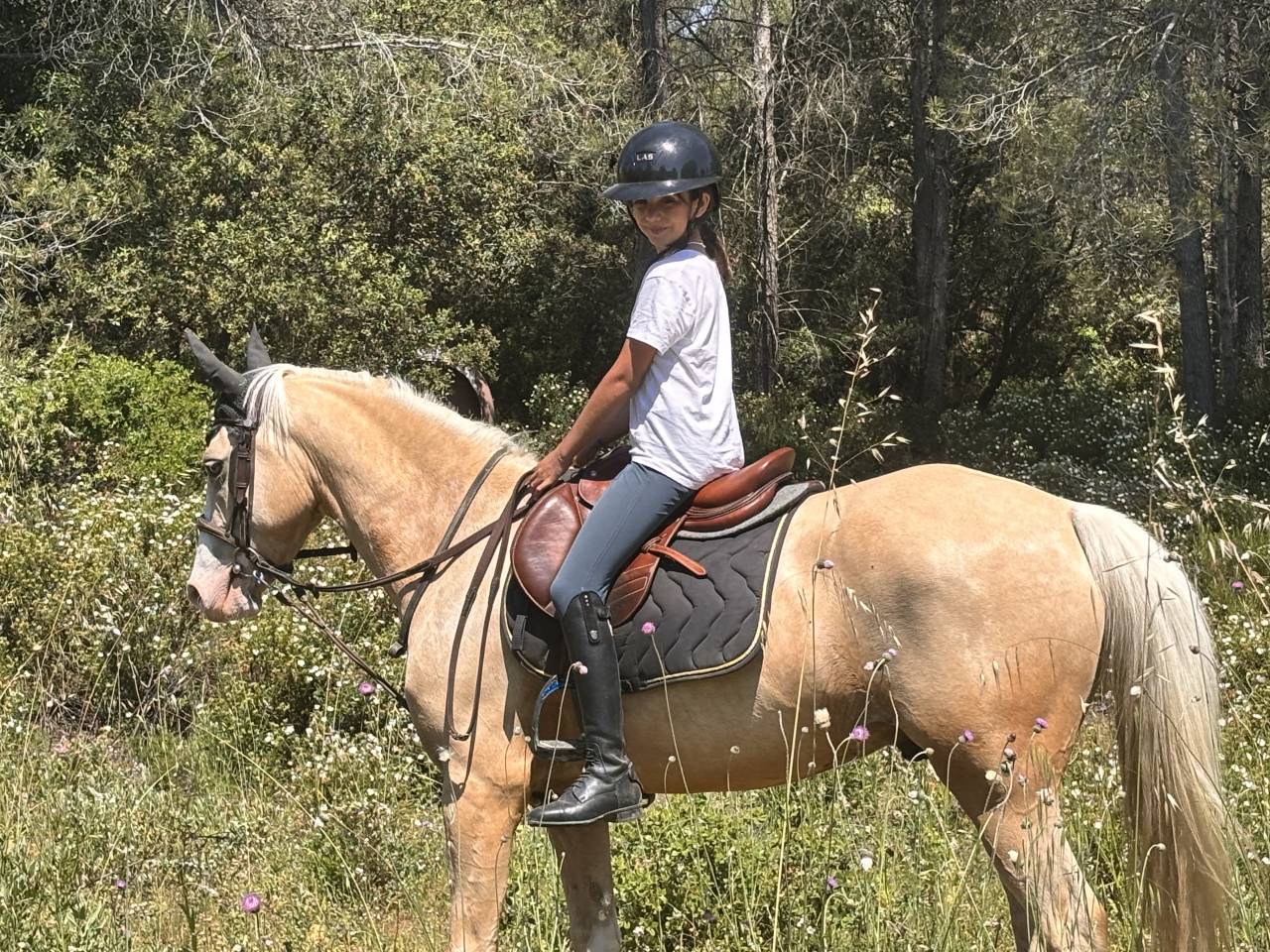  Poney palomino 6 ans &ndash; 1m48 &ndash; Origines sport