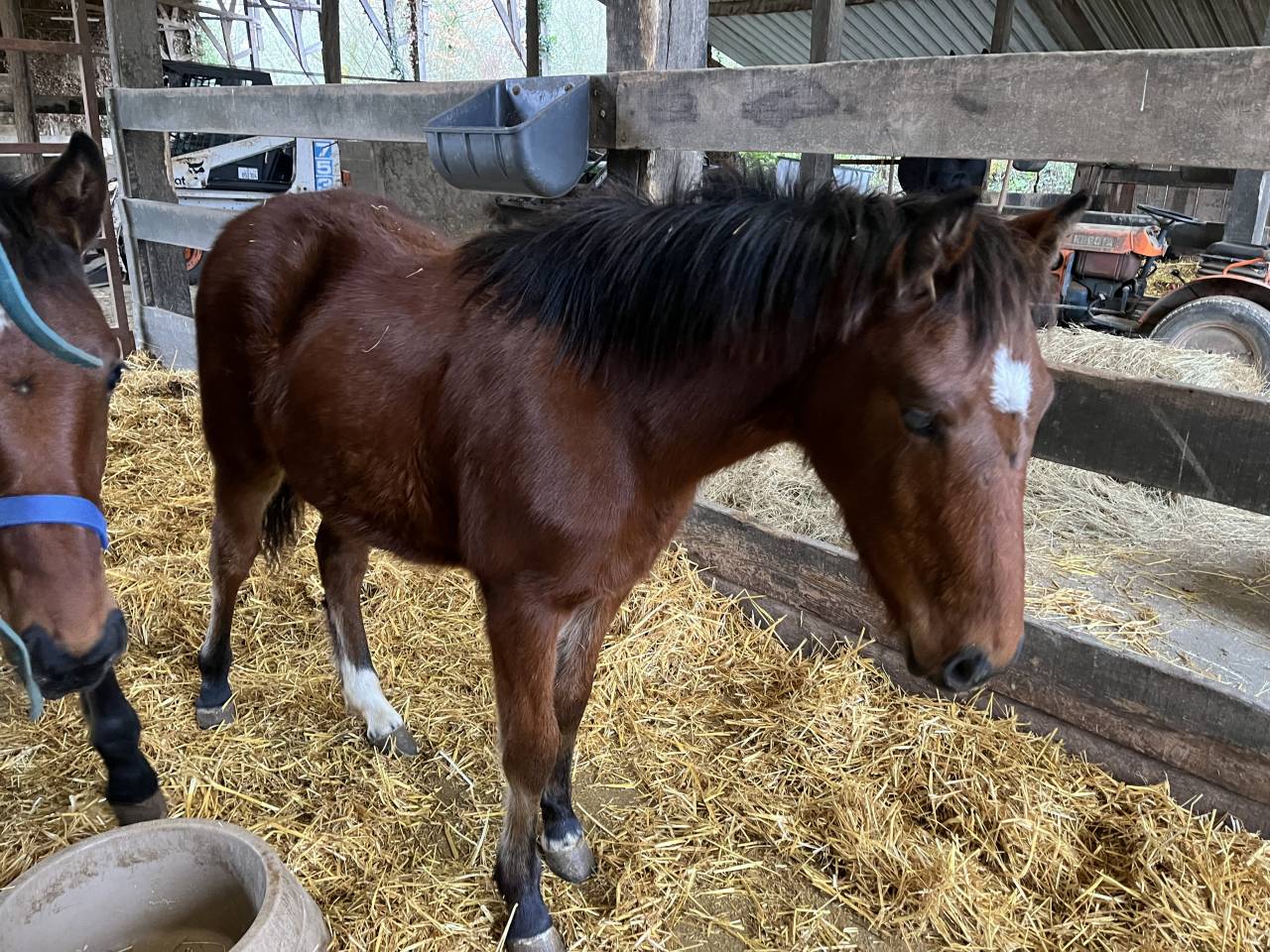 Ponette welsh par bred &agrave; vendre 