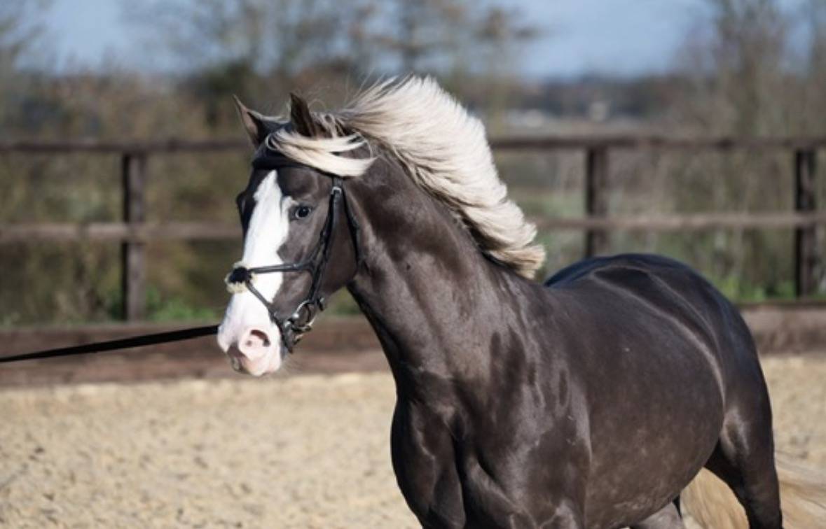 Poulini&egrave;re pleine poulain Silver 