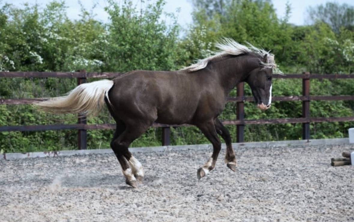Poulini&egrave;re pleine poulain Silver 