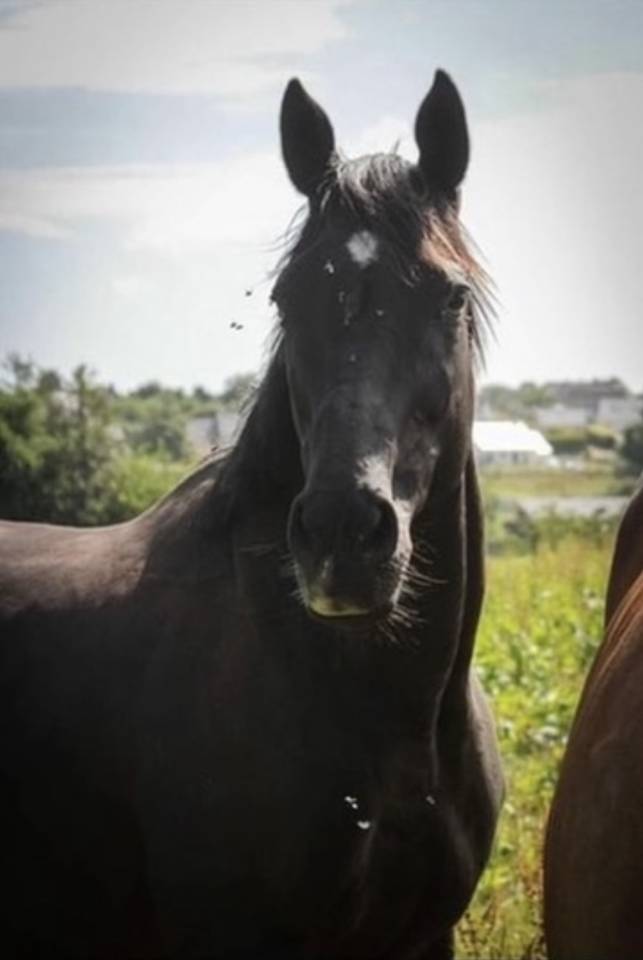 Poulini&egrave;re pleine poulain Silver 