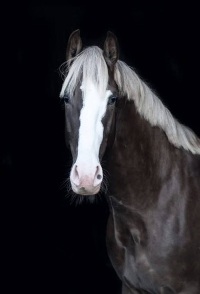 Poulini&egrave;re pleine poulain Silver 