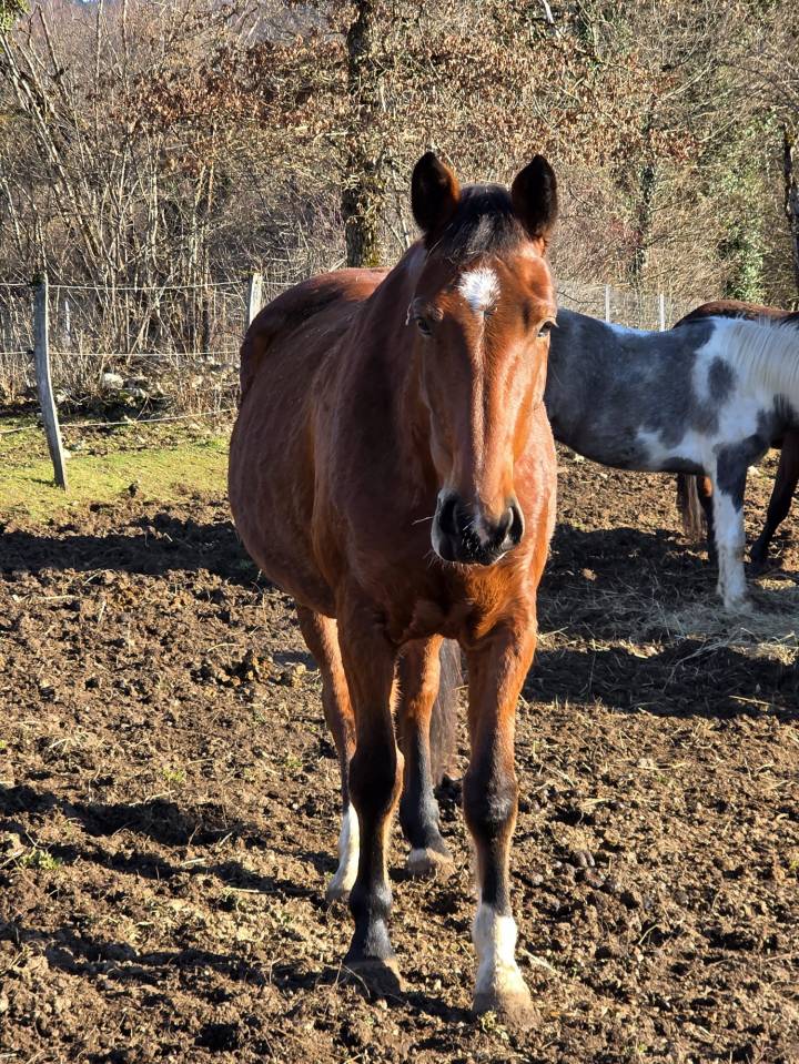 Jument de loisir &agrave; vendre