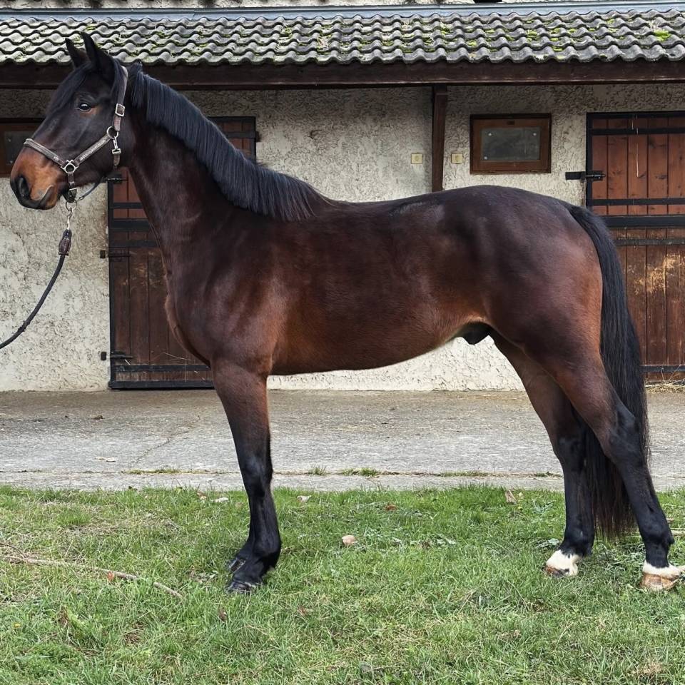 Super 4 ans id&eacute;al amateur 