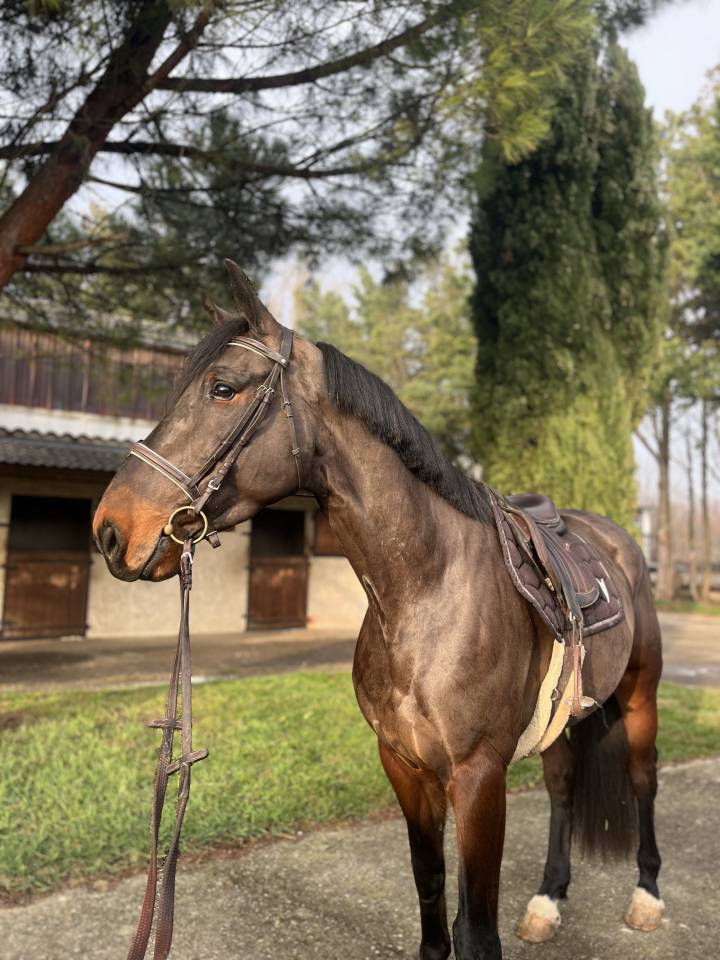 Super 4 ans id&eacute;al amateur 