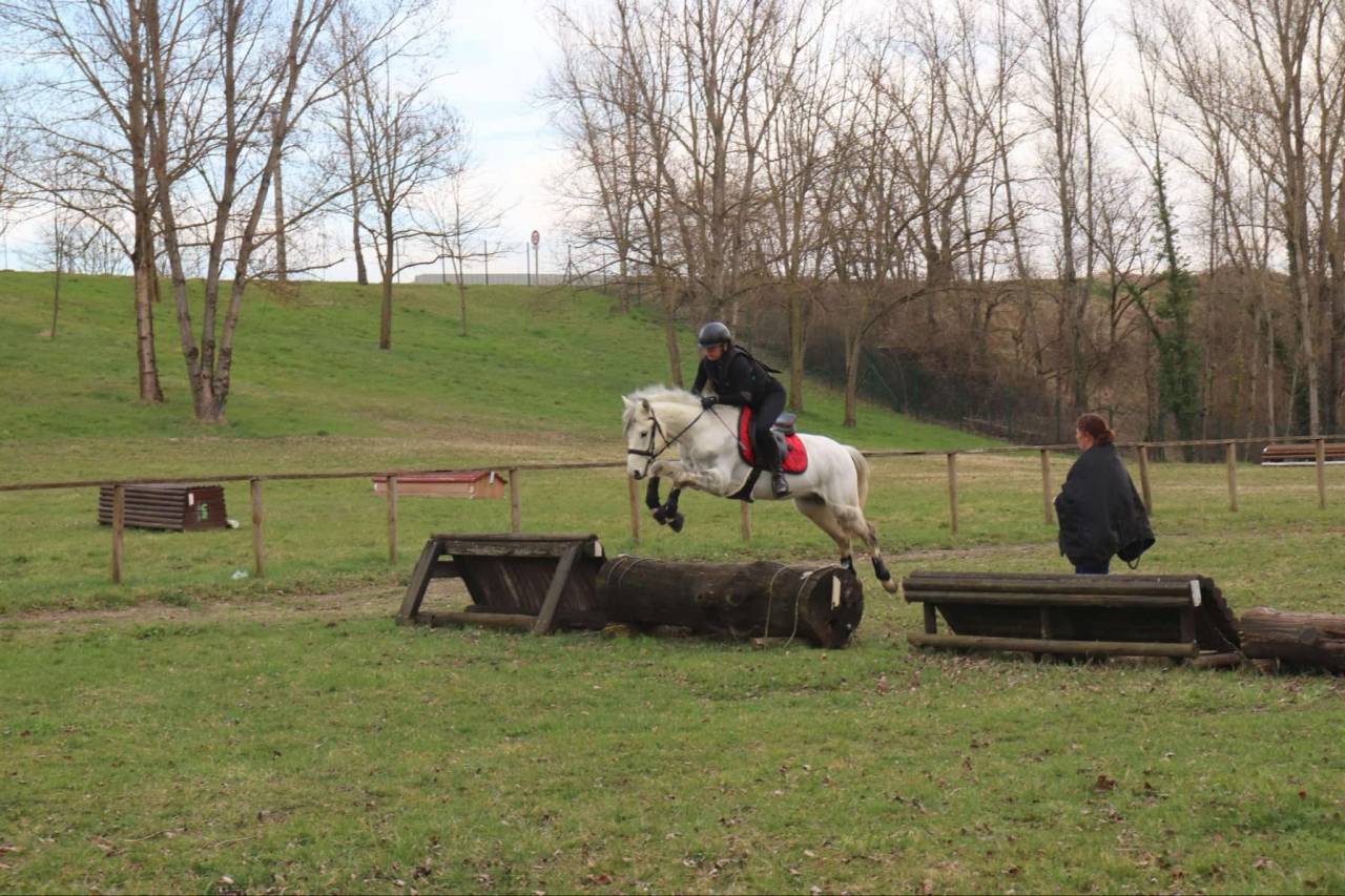 Jeune poney &agrave; vendre 