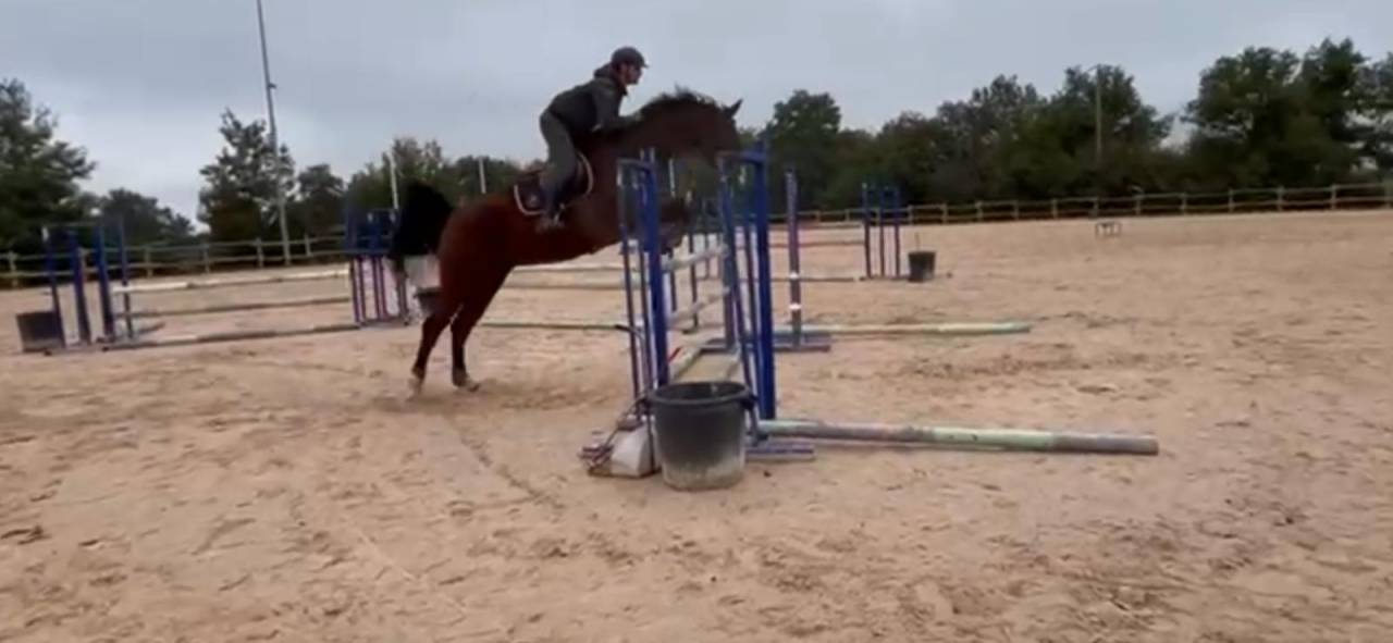 Cheval Selle Fran&ccedil;ais