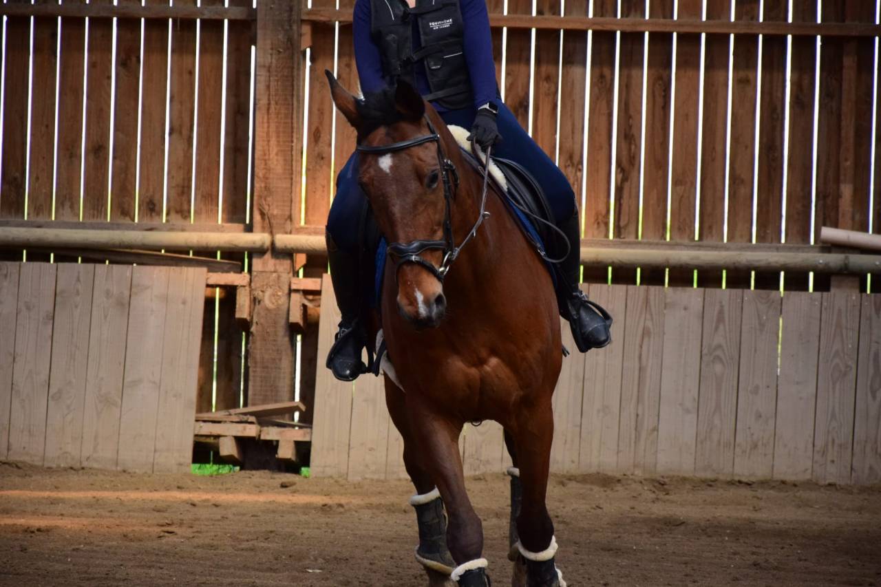 Cheval Selle Fran&ccedil;ais