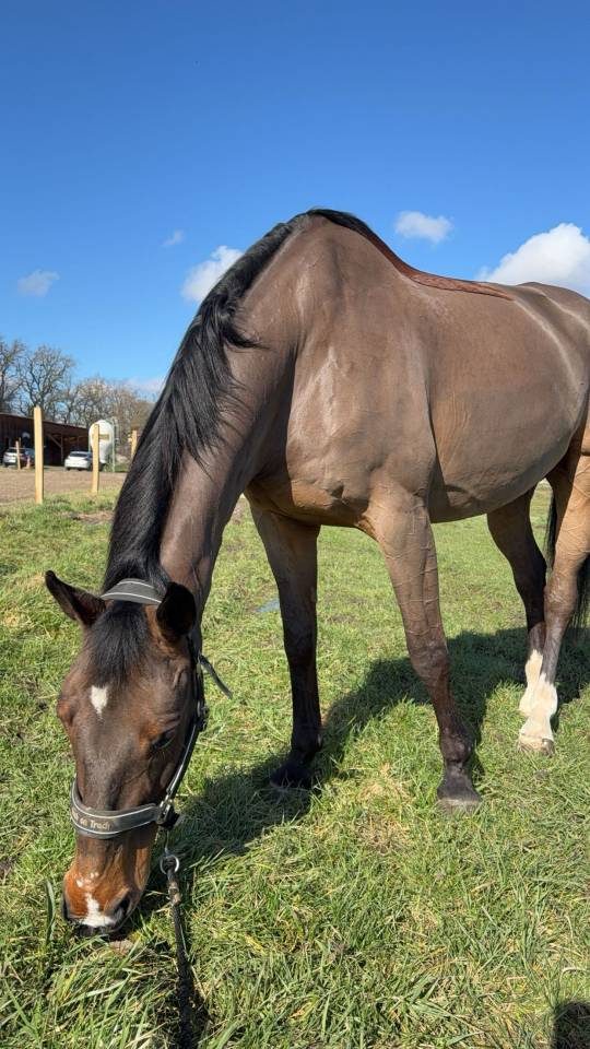 Cheval Selle Fran&ccedil;ais