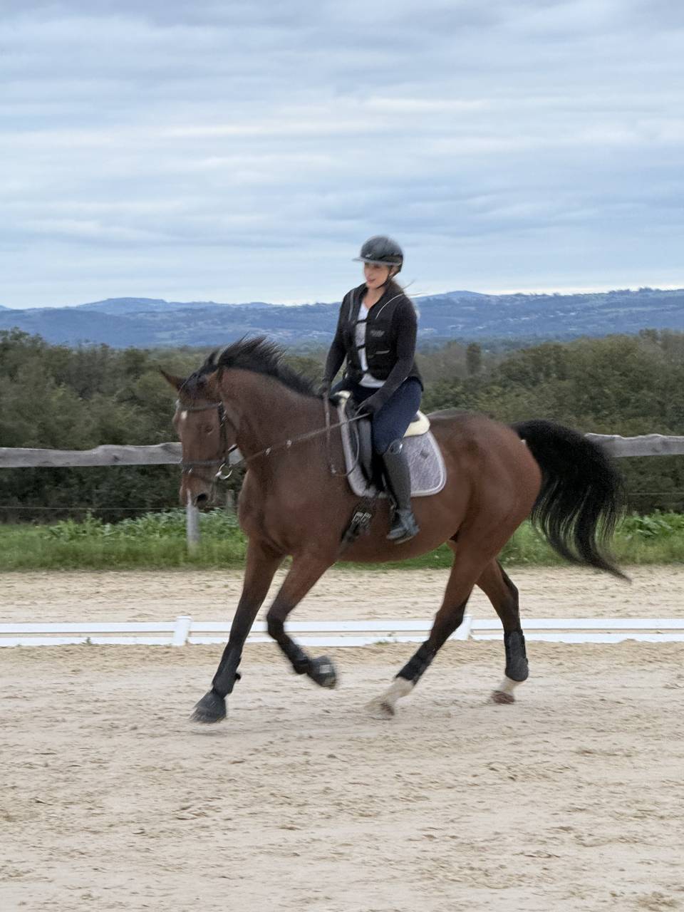 Cheval Selle Fran&ccedil;ais