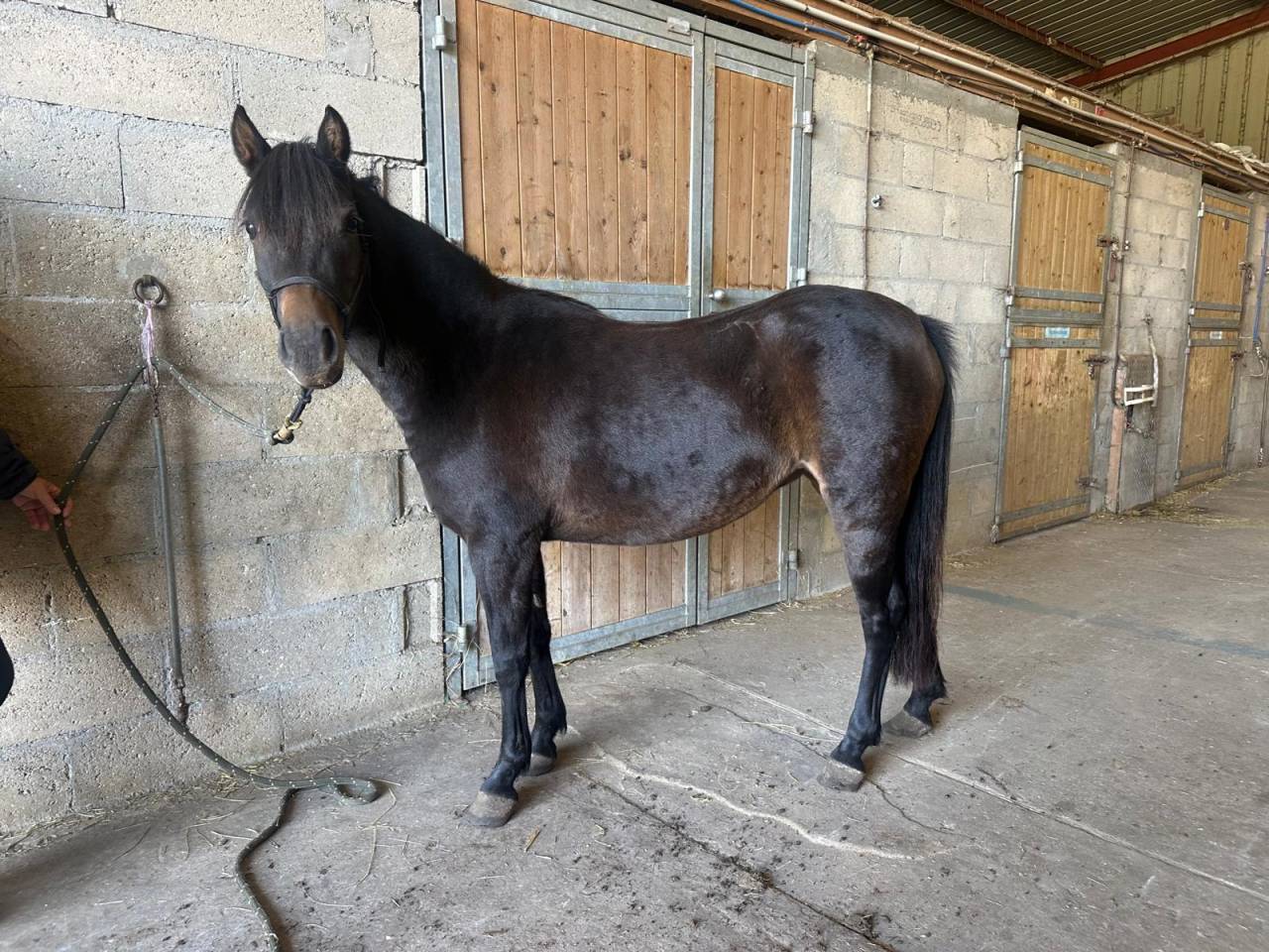 Ponette Dartmoor B de 4 ans par Movi Star Tilia