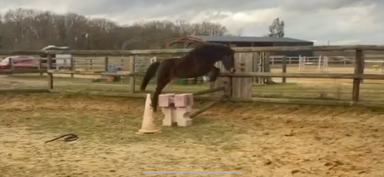 Ponette Dartmoor B de 4 ans par Movi Star Tilia