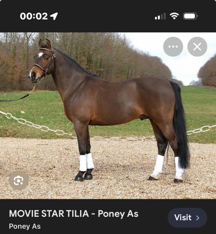 Ponette Dartmoor B de 4 ans par Movi Star Tilia